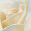 Three white roses